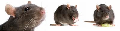 Exterminio de ratas y ratones en el hogar