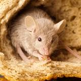 Eliminación y exterminio de ratas y ratones
